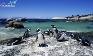 پنگوئن های افریقا جنوبی