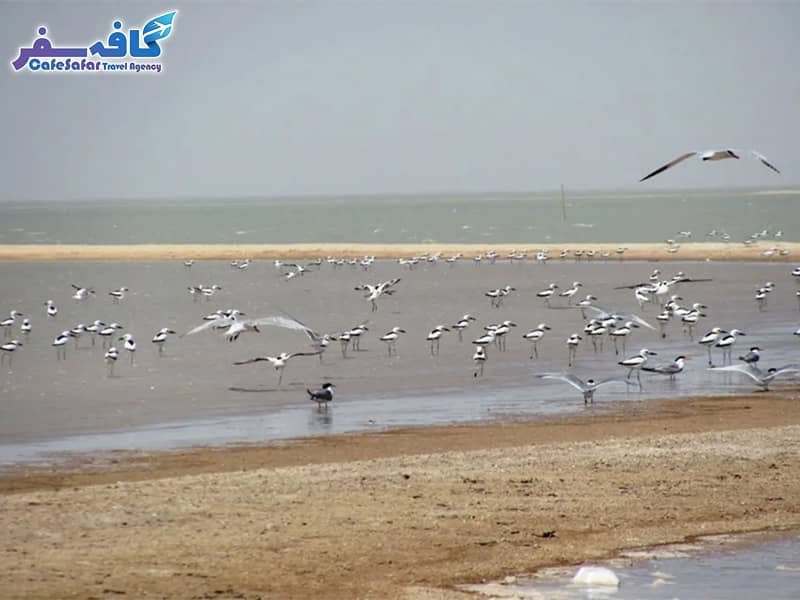تور گروهیبهجزیره دارا
