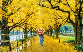 تور جشنواره درخت آلو