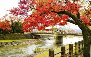 تور ژاپن کافه سفر