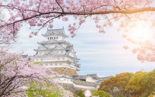 جشنواره ساکورا ژاپن