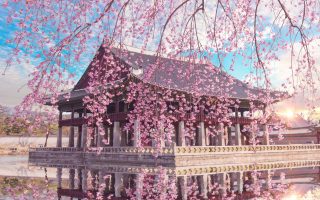 تور جشنواره ساکورای ژاپن