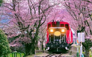 تور بهاری ژاپن