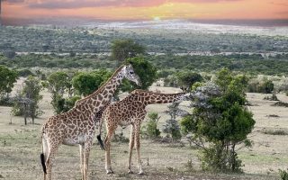 تصاویر تور گروهی حیات وحش کنیا کافه سفر