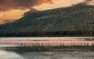 تصاویر تور حیات وحش کنیا کافه سفر