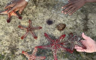 تصاویر ستاره دریایی در تور کنیا کافه سفر