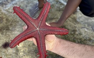 تصاویر تور گروهی کنیا کافه سفر