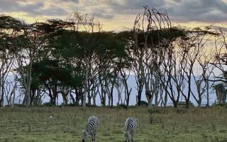 تصاویر حیات وحش کنیا در تورهای کافه سفر