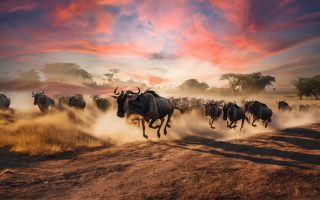 تور آفریقا کنیا