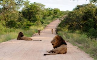 تور گروهی کنیا