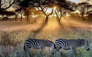 گروه جهانگردی و مهاجرتی کافه سفر