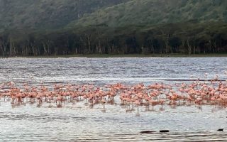 فلامینگوهای کنیا
