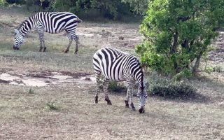 تور حیات وحش