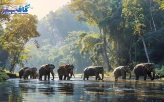 SriLanka Group Tour By CafeSafar 06