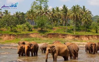 SriLanka Group Tour By CafeSafar 25