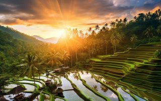 منظره ای خیره کننده از شالیزارهای پلکانی که در نور طلایی غروب آفتاب غوطه ور شده اند. طبقات سبز سرسبز در سراسر دامنه تپه با درختان نخل پراکنده در سراسر دامنه کشیده شده است. این صحنه جادویی را در تور گروهی تایلند تجربه کنید، زیرا پرتقال ها و بنفش های پر جنب و جوش آسمان درخششی آرام بر چشم انداز می افکندند.